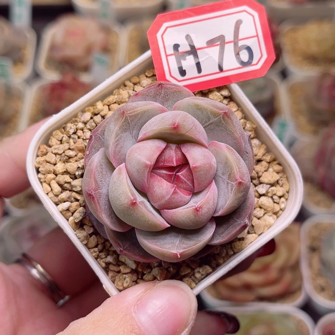 小*H76一物一拍 紫瞳