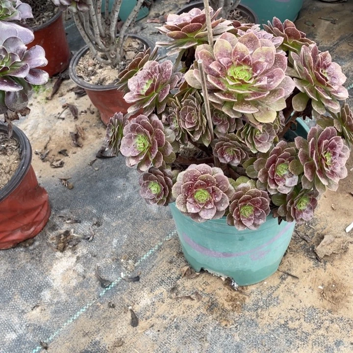 42赤焰莲多肉多肉多肉