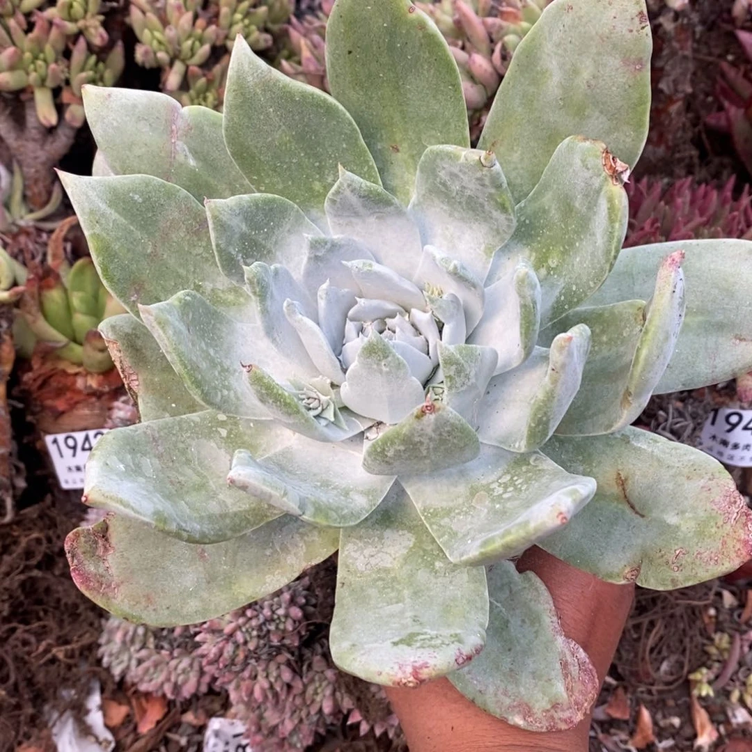 1946哈哈哈哈哈哈哈哈哈