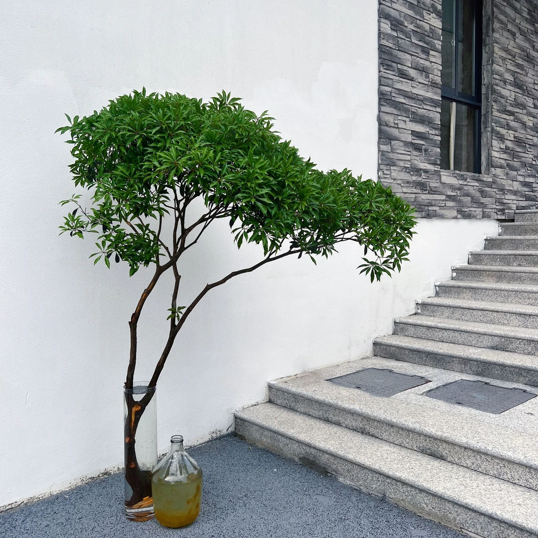 马醉木绿植物水培鲜切吊钟修剪办公室窗台光照厅精致高端养护生长