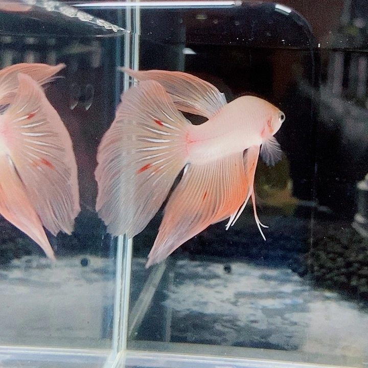 斗鱼黑175号巨斗半月