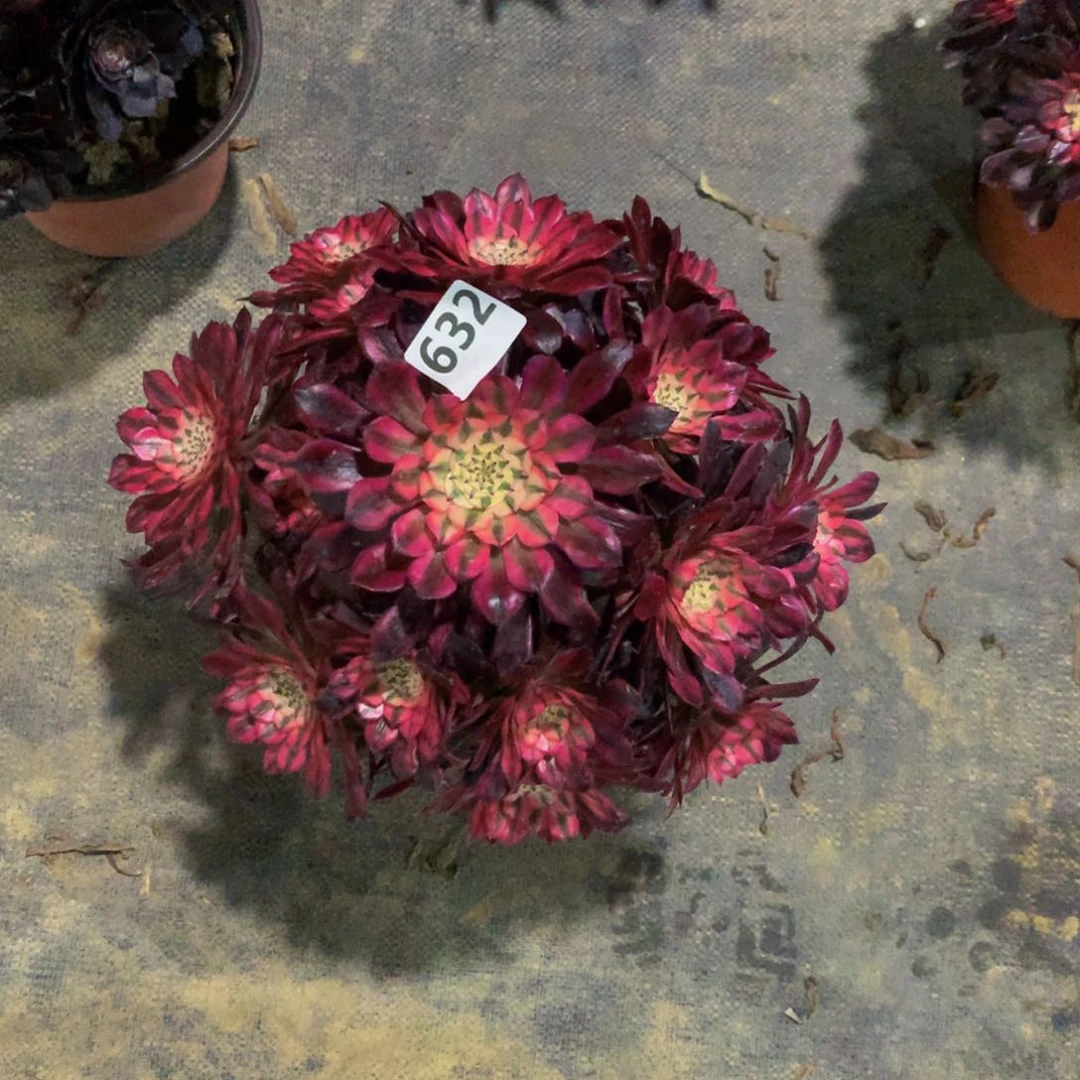 【闪购商品】小*黑铜63200000000000