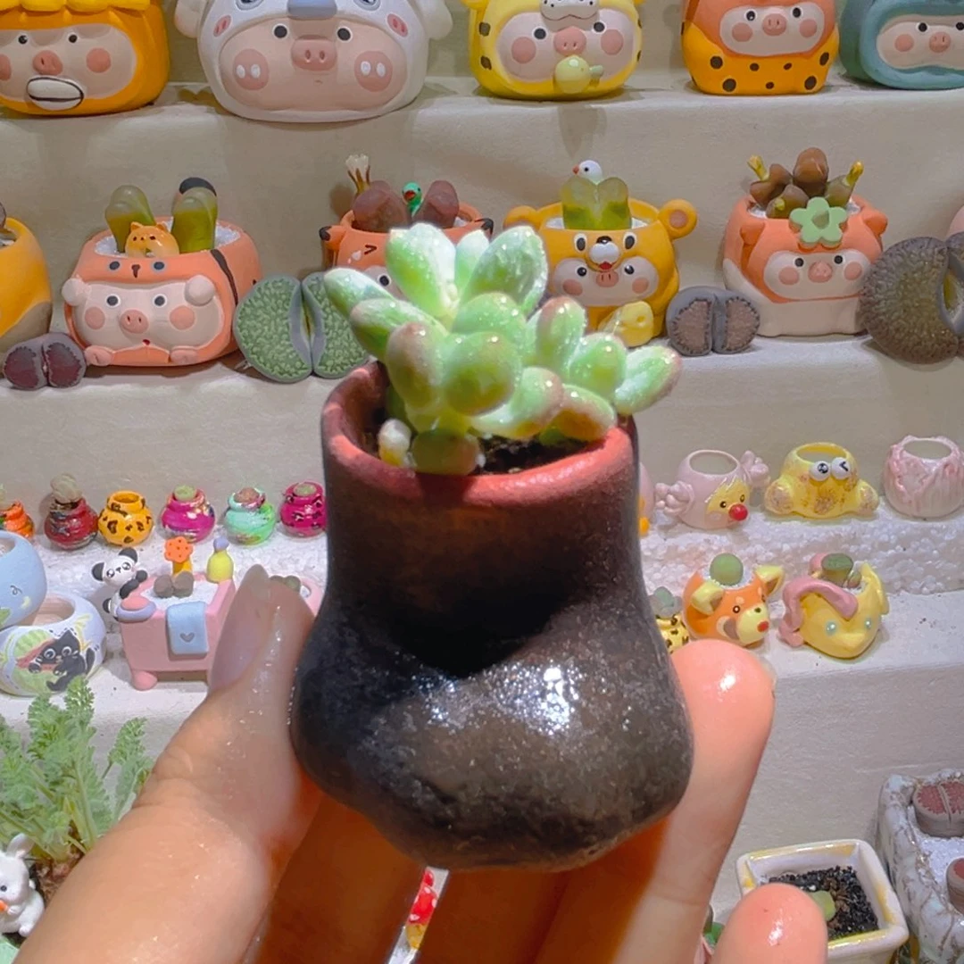 046草莓汤圆带盆带土