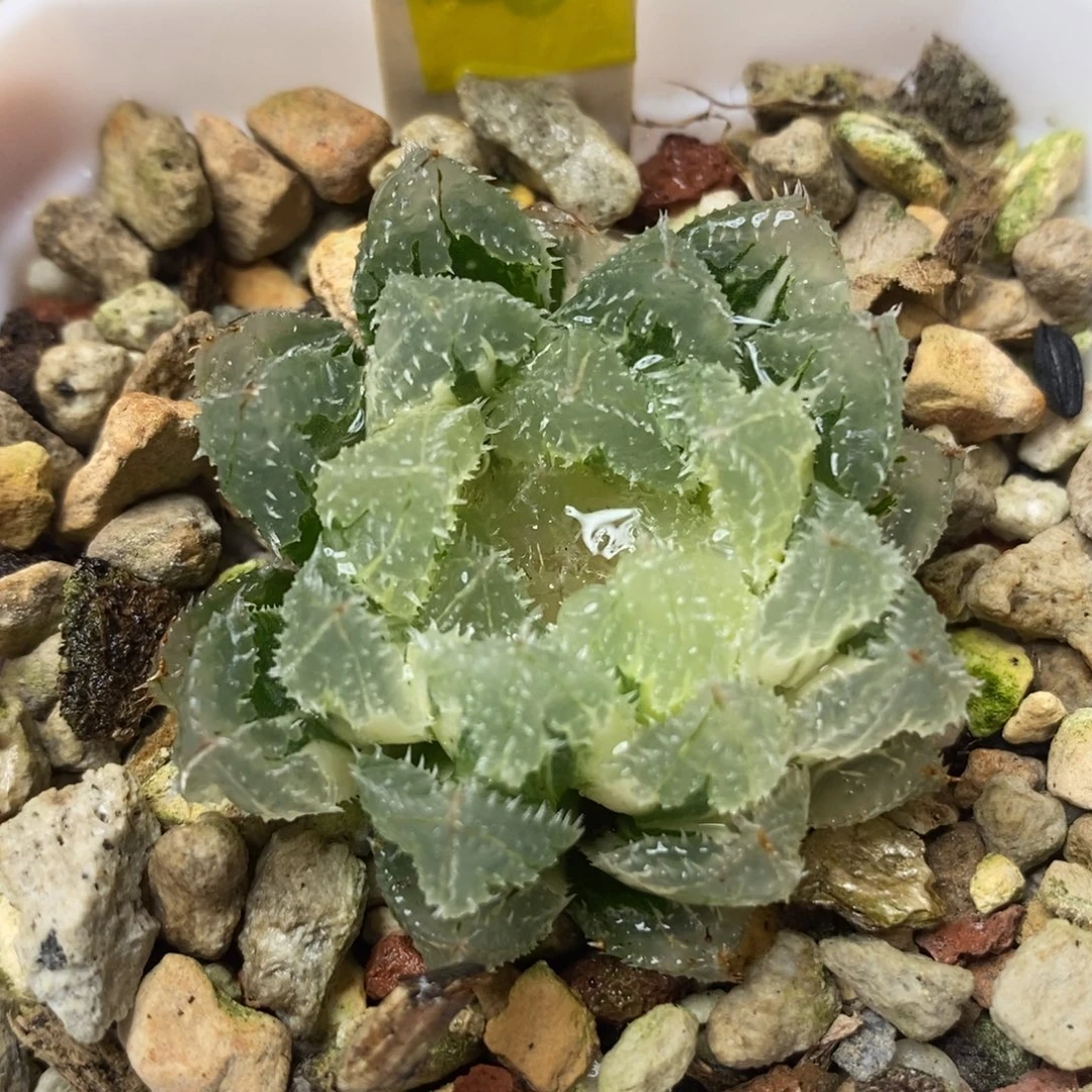 34玄冰玉露锦一物一拍