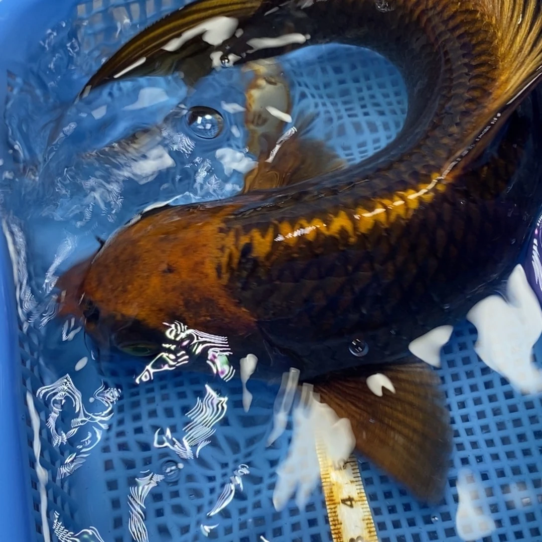 锦鲤冷水锦鲤包邮