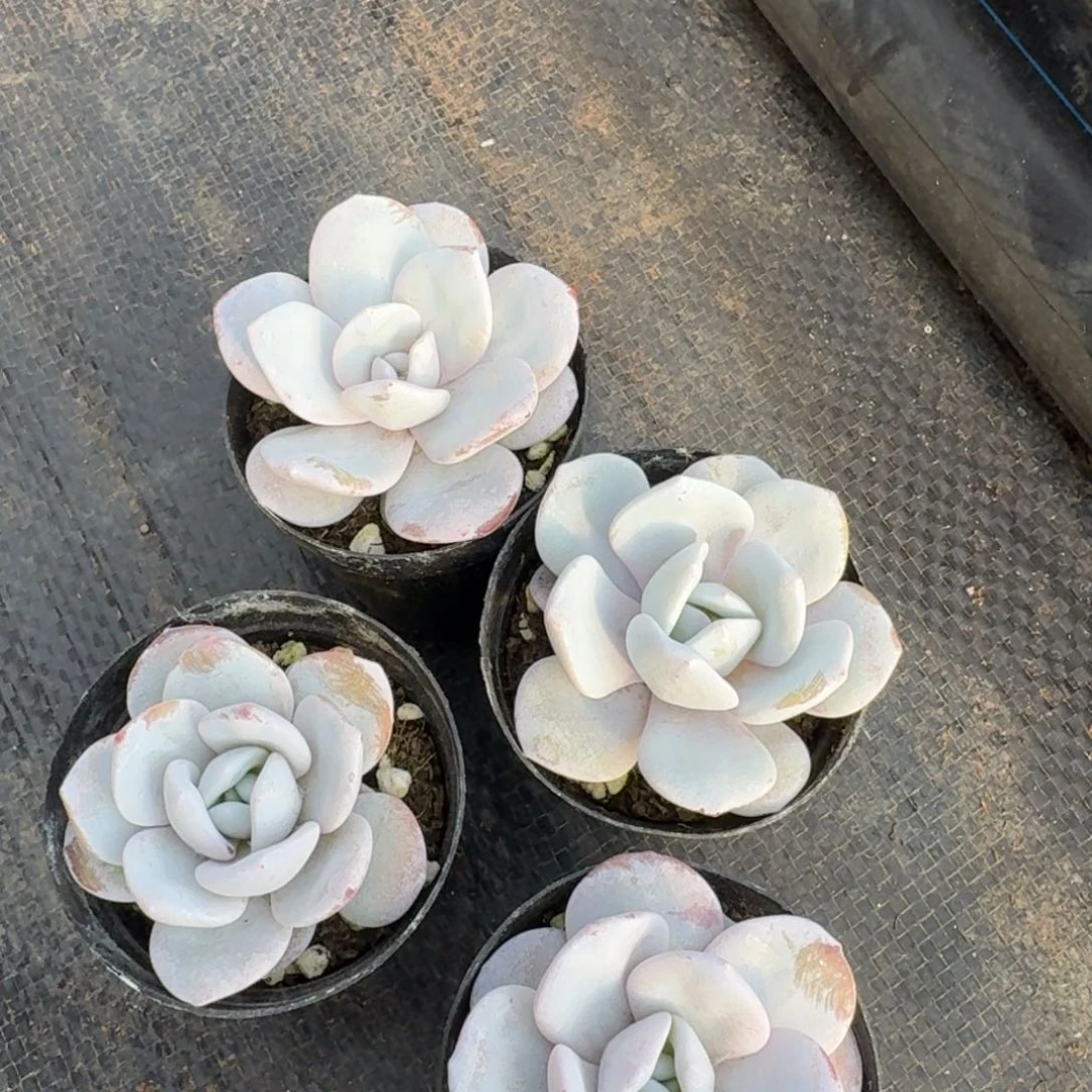 多肉杂交爱雪莲四颗量拍18-59