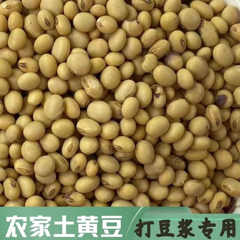 四川广安农家土黄豆老品种打豆浆豆腐豆花新豆