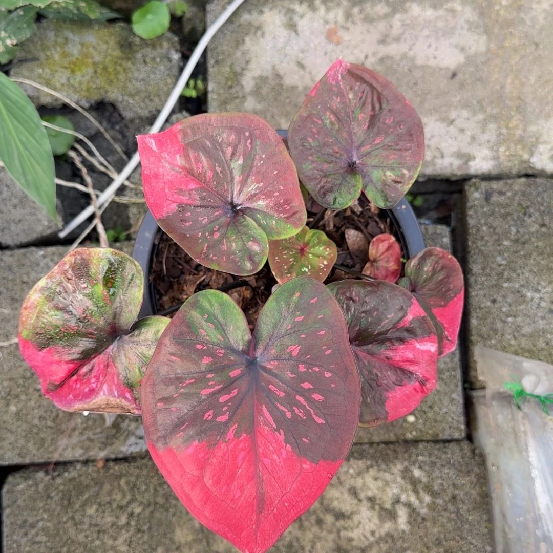 丽63-0927泰国发货彩叶芋