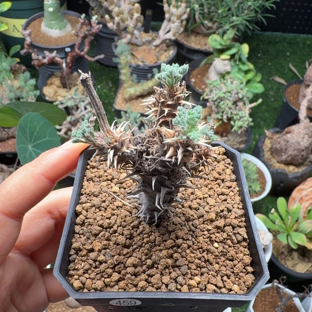 刺猬洋葵459仙人掌