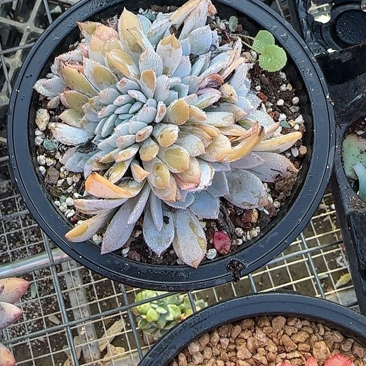 夏***～青蛙王子儿童牙膏套装11
