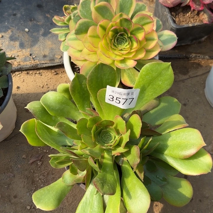 2颗多肉法师3577