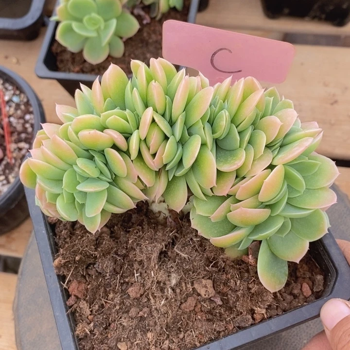 在家么不给他买吃