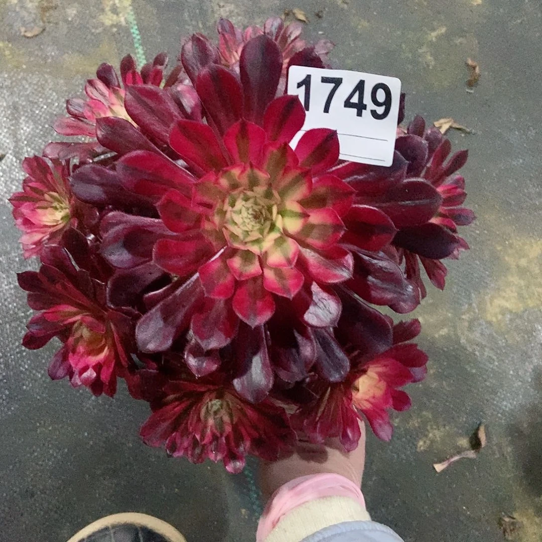 红陶?****1749黑铜白4多肉小颗