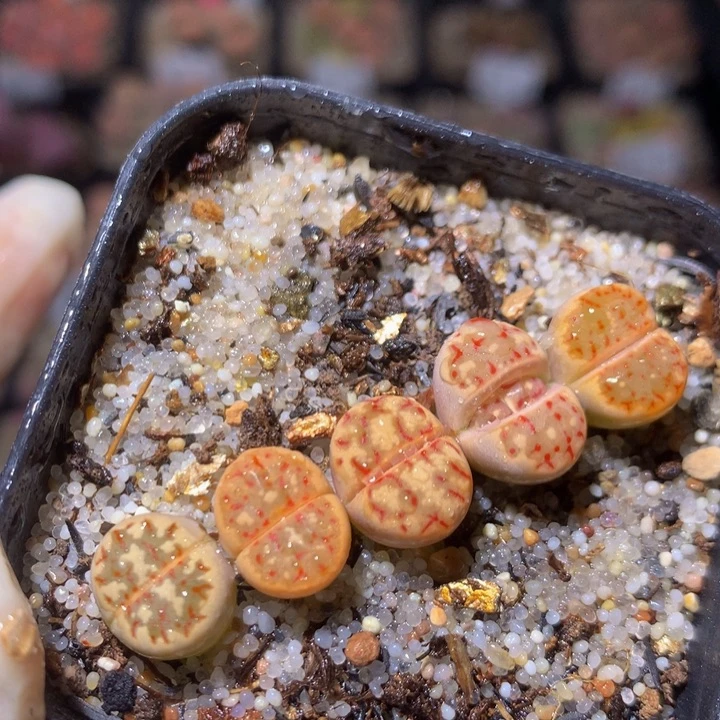 精品生石花29.99