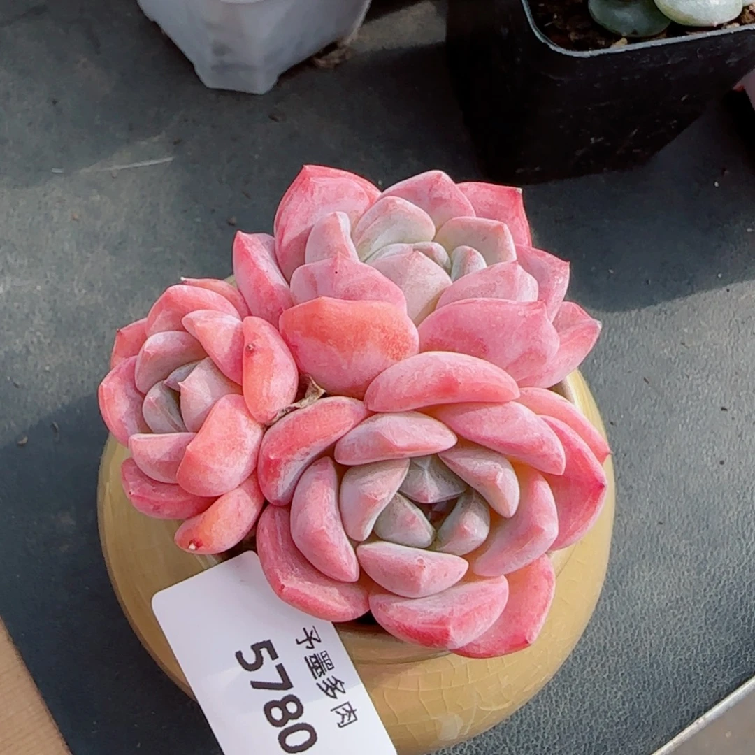 桃夭，5780多肉植物