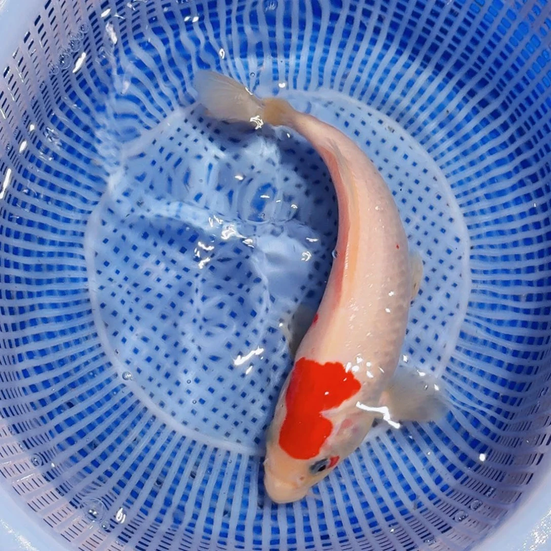 锦鲤精品甄选血统锦鲤