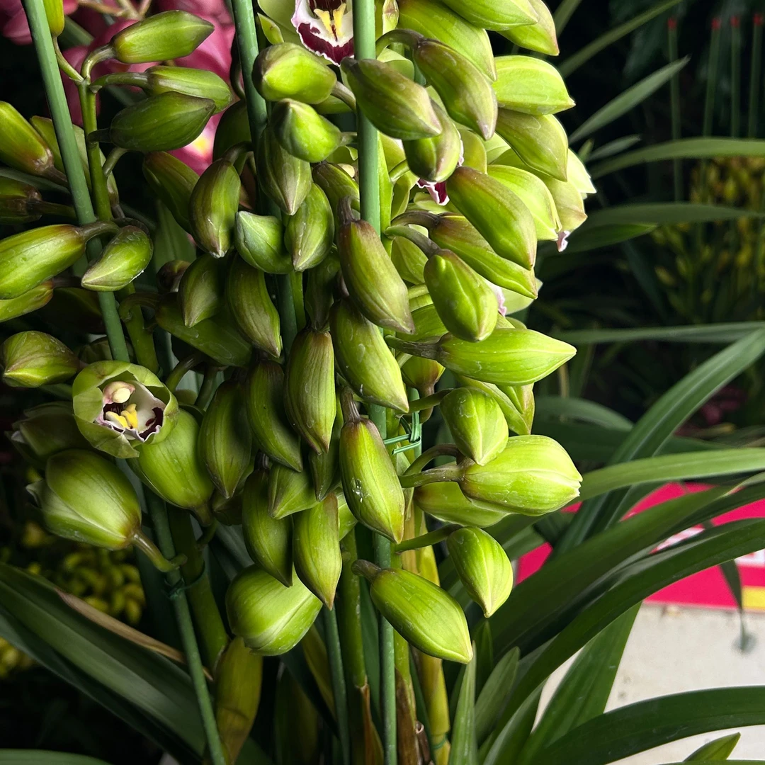 【翡玥】大花惠兰落地款室内观花植物
