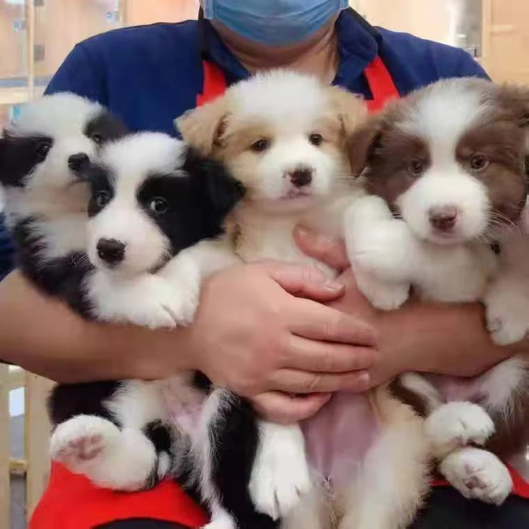 巨贵边牧柴犬小型犬长不大宠物狗适合家庭饲养