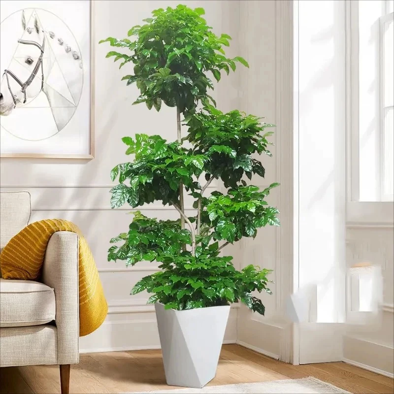 【1.7-1.9米】六层造型老桩绿宝幸福树盆栽净化甲醛室内大型绿植