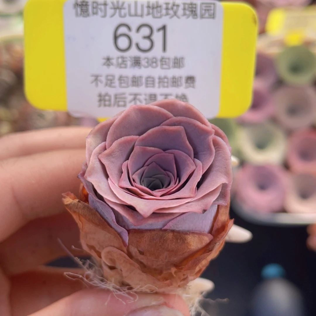山地玫瑰631满38包邮裸根发货
