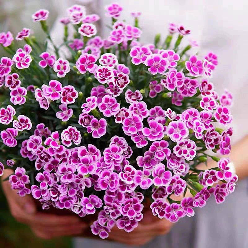 欧石竹初吻蜜桃派初恋耐寒耐寒组合