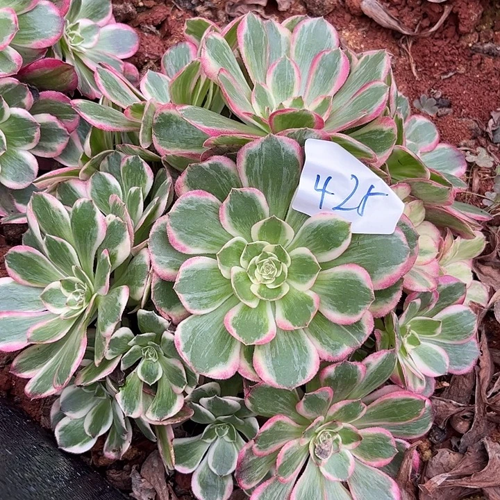 425云荷朵朵发发发