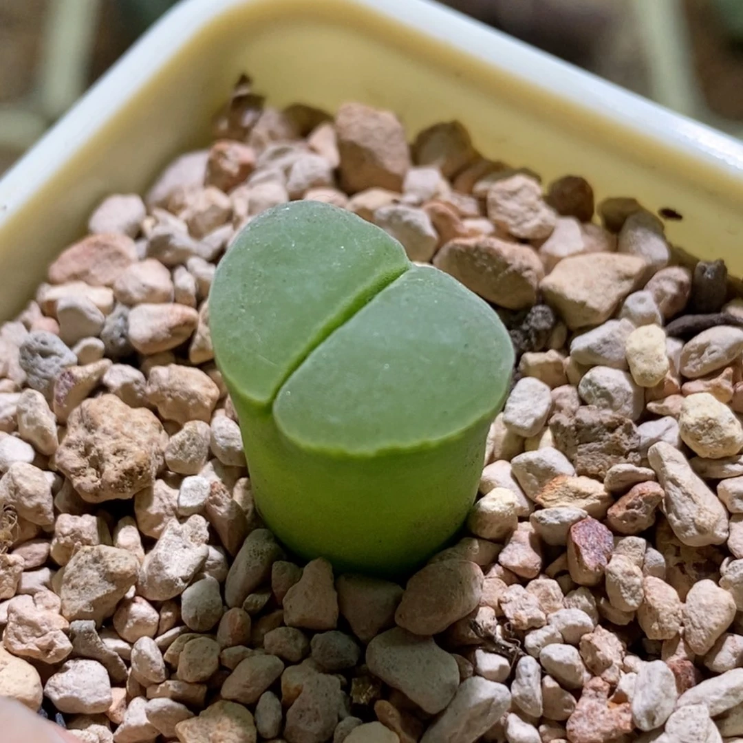 好看好看极窗一颗