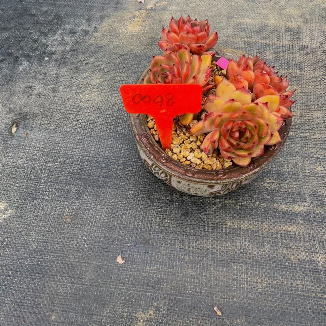 0098上午多肉植物