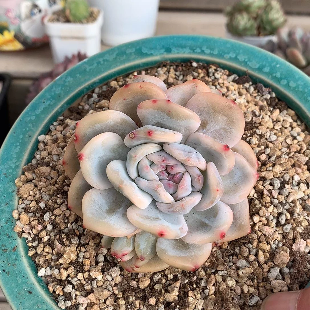 6680星影锦多肉一颗8厘米
