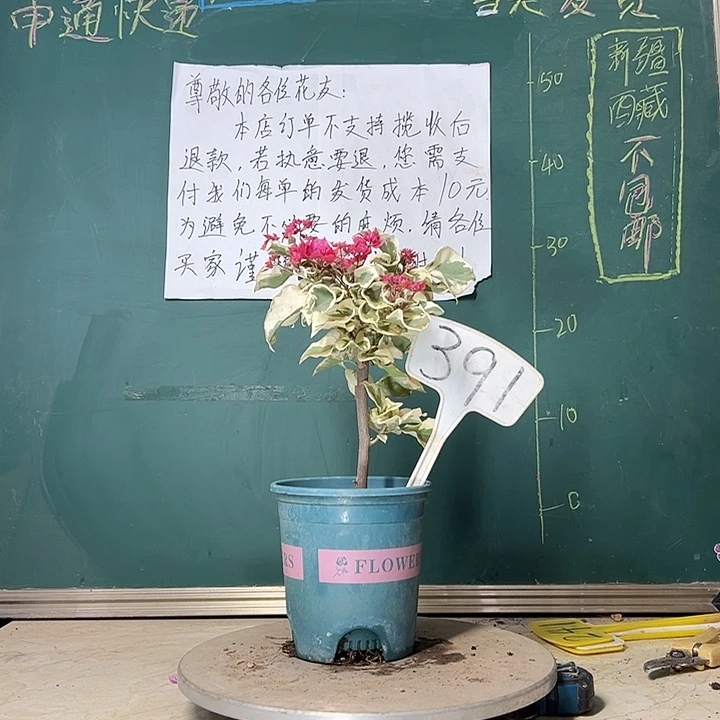 当前无花栽培后可以开花斑叶重瓣红 391