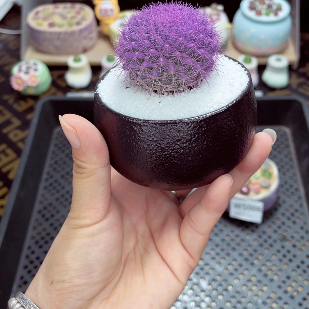 w5007 带盆土发货一物一拍
