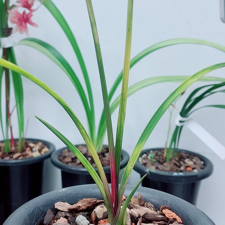 惠兰红香妃虎斑龙头秒