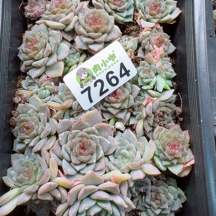 蓝****多肉植物多肉植物