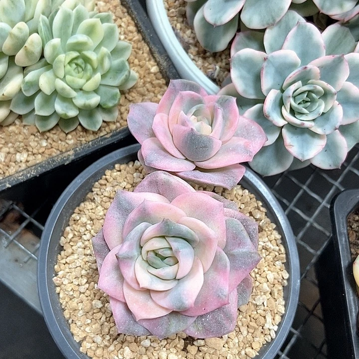 可爱玫瑰彩锦多肉