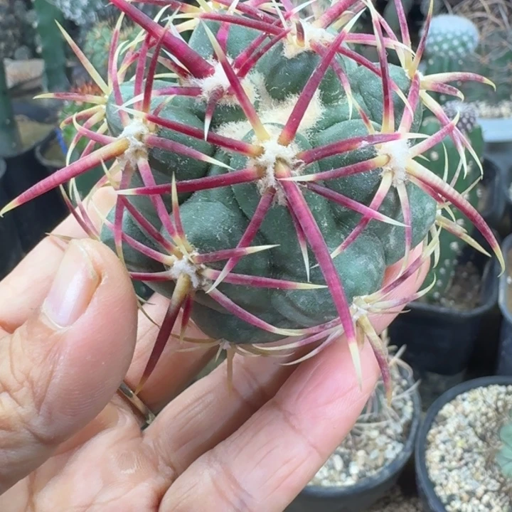 仙人球，大红鹰，有根