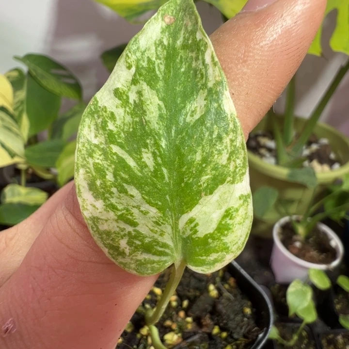 斑****完全开放龟背竹种苗