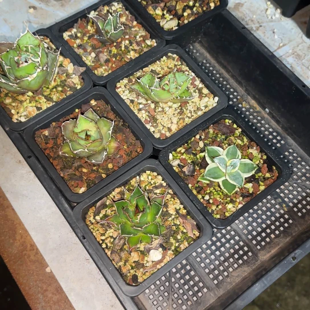 -*套餐1啦啦啦啦啦啦啦