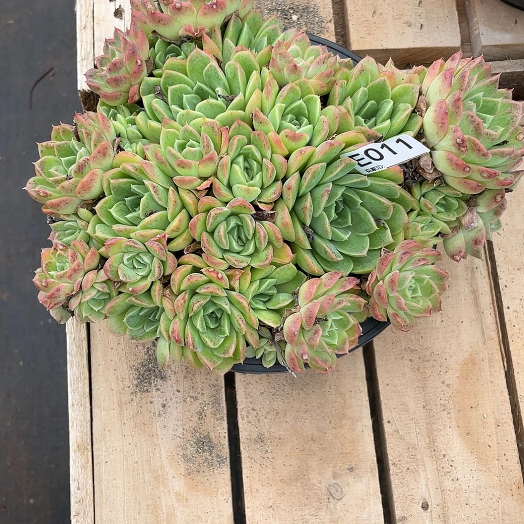 若如东云单拍E011