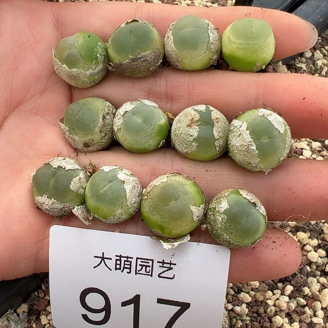 量拍以下2颗大拉登。917