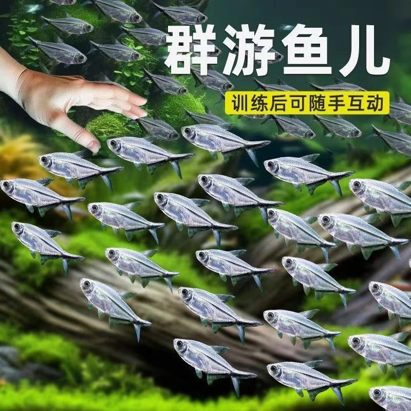 黑尾大勾观赏鱼群游活体小型热带淡水鱼好养耐活