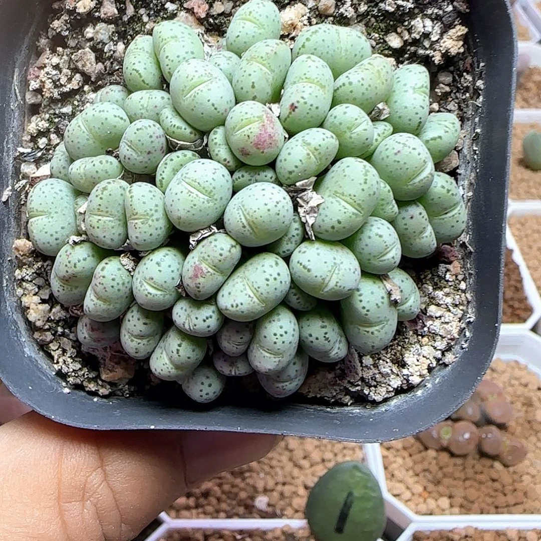 好看的杂交。 54275