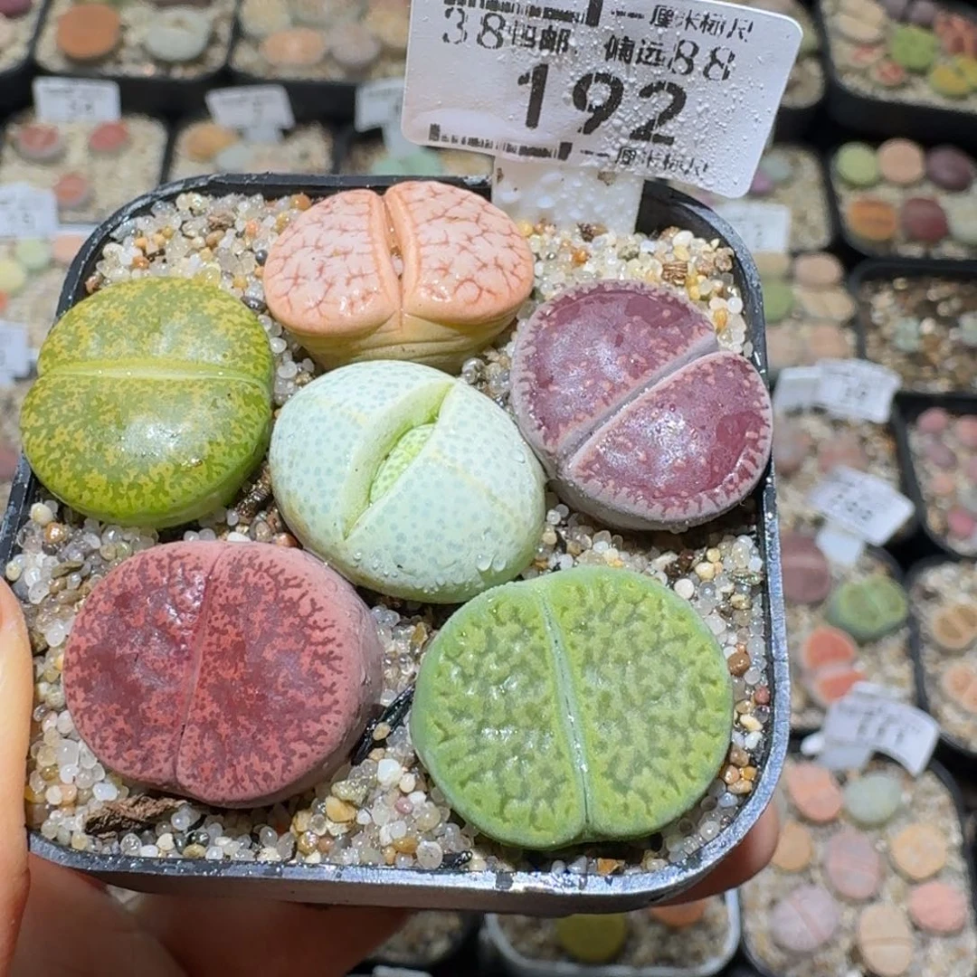 Sss清仓便宜出了192