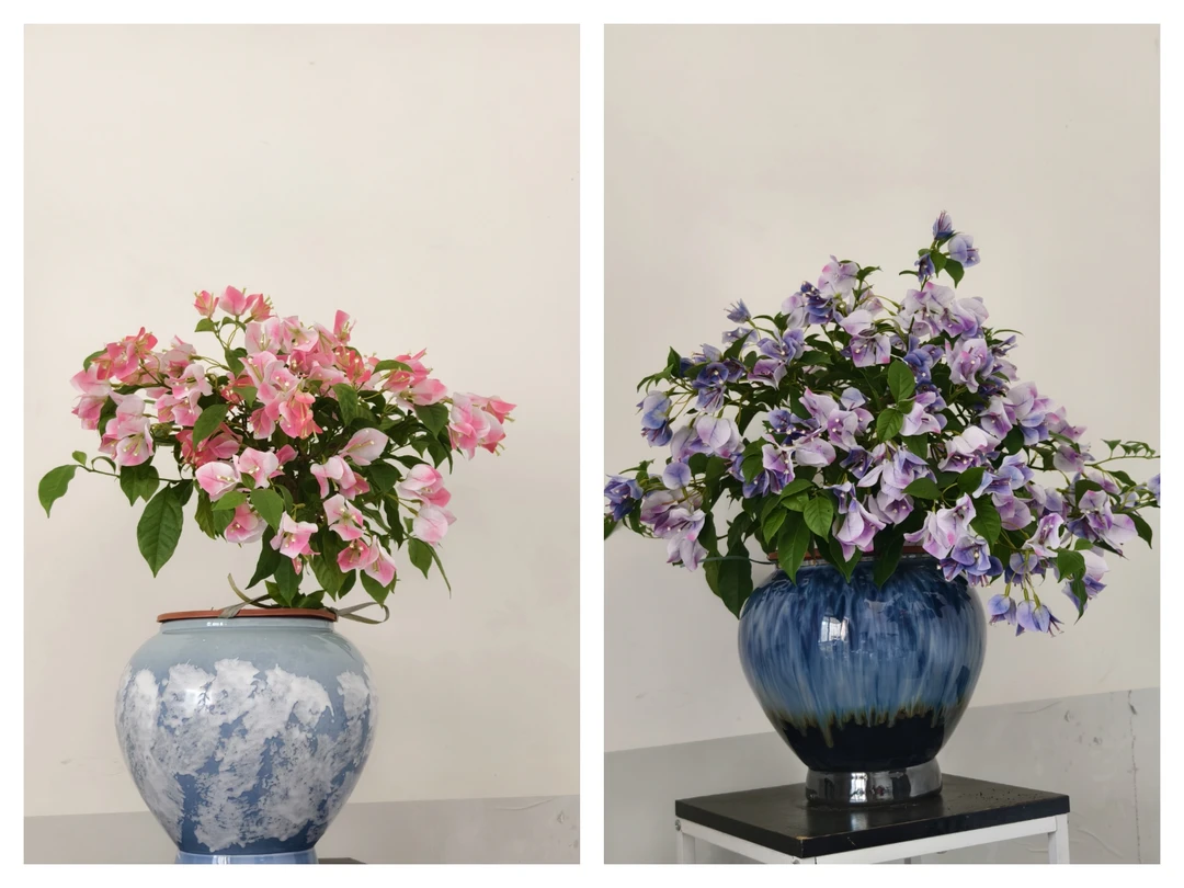 【珍珠梦幻】三角梅袋苗爬藤四季开花阳台盆栽好养易活庭院植物