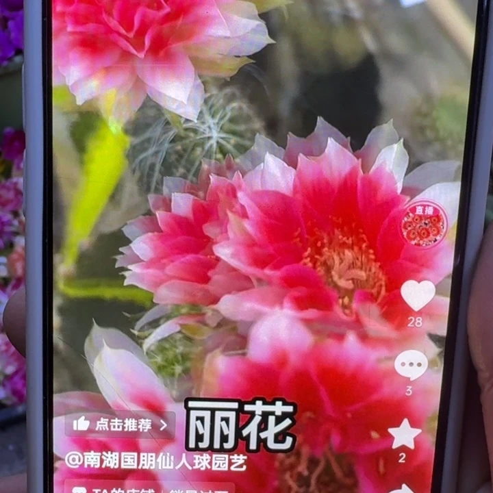 44丽花水花歪3公分左右无根侧牙，20包邮