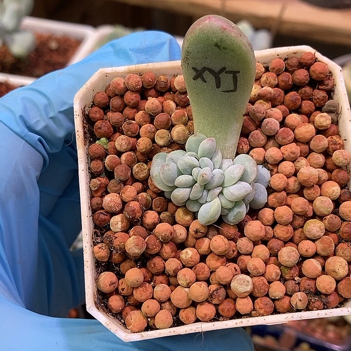 雪***糕香玉锦多肉植物多肉