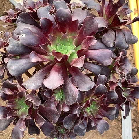 花纳多肉植物法师21号