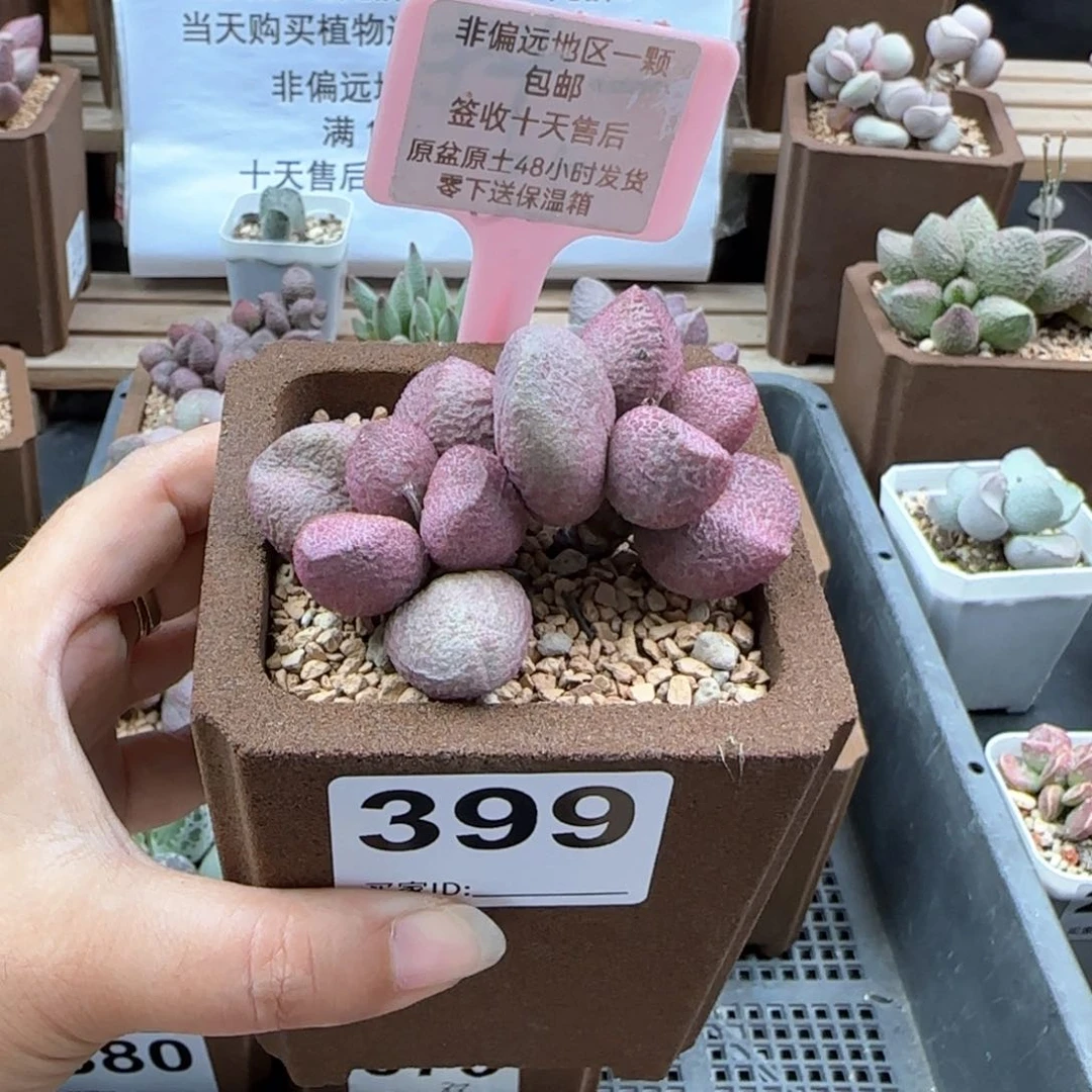 399红烧肉多肉植物微瑕