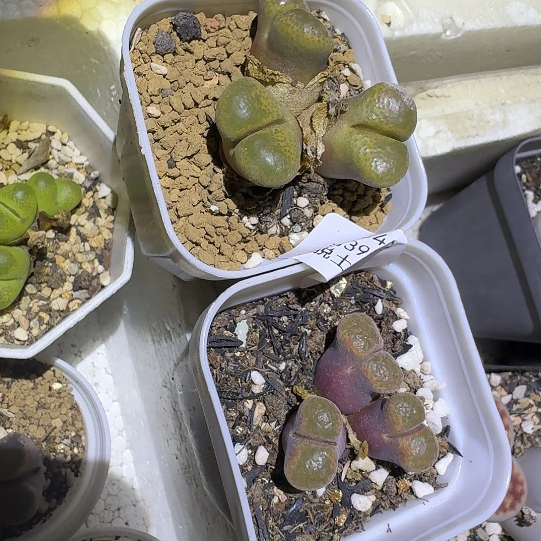 454两颗三头风铃哈哈哈哈哈