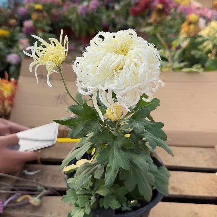 完全开放28.8白色鹅毛