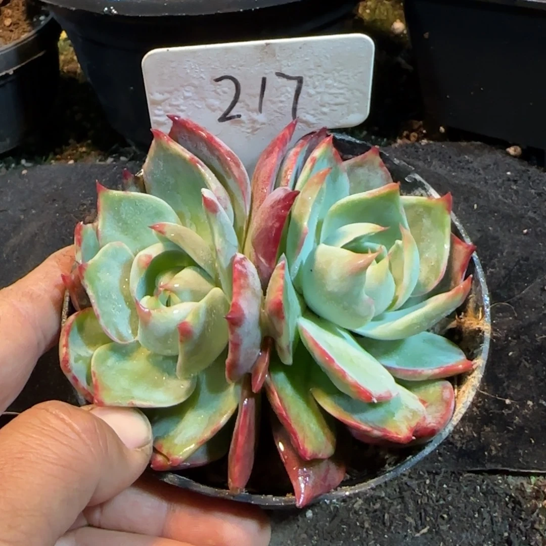 惊鸿一物一拍包装收缩花旱217